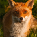Foxies Hangout Discord Server Logo