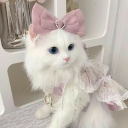 🎀 Ask To Dm  ^⩊^⟆ Cutecats﹒Social﹒Active﹒Guild tags﹒Vc﹒Giveaways & Emotes﹒Ask2DM Discord Server Logo