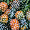 Pineapple Planet Discord Server Logo
