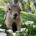Sammy’s Squirrels Discord Server Logo