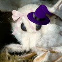 MOTH HEAVEN Discord Server Logo