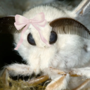 MOTH HEAVEN Discord Server Logo