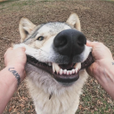 The Wolp Den Discord Server Logo