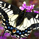 The Mottled Butterfly Discord Server Logo