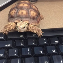 The Turtle Cave Discord Server Logo