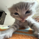 Avid Cat Enjoyers Discord Server Logo