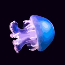 Jellyopolis Discord Server Logo