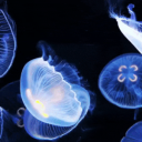 Jellyopolis Discord Server Logo