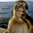 🦎𝕄𝔼𝕄𝔼𝕠𝕟𝕚𝕔𝕤 Discord Server Logo