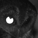 𓆩 𝗡𝗜𝗚𝗛𝗧 𝗢𝗪𝗟𝗦 𓆪 Discord Server Logo