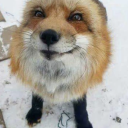 fox Discord Server Logo