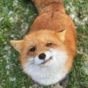 fox Discord Server Logo