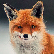 Fox On The Box Discord Server Logo