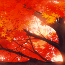 🍬A.R.Y'S FALL LOBBY 🎃 Discord Server Logo