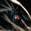 spiderz Discord Server Logo