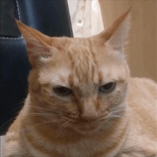 Orange Cat Good Discord Server Logo