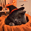 Cat Hut 🎃 Discord Server Logo