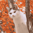 Cat Hut 🍂 Discord Server Logo