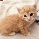 kittens Discord Server Logo