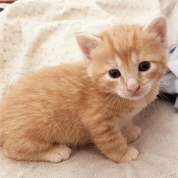 kittens Discord Server Logo
