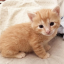 kittens Discord Server Logo