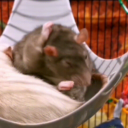 Rat Ranch Discord Server Logo