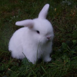 bunny’s hangout 🐇 Discord Server Logo