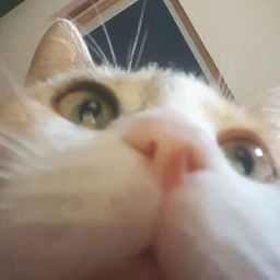 Catastic Discord Server Logo