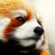 Red Panda Studios Discord Server Logo