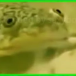 DAS REICH DER FROSCHE Discord Server Logo