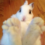 Buny Discord Server Logo