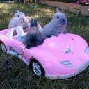 awesome bunny party Discord Server Logo