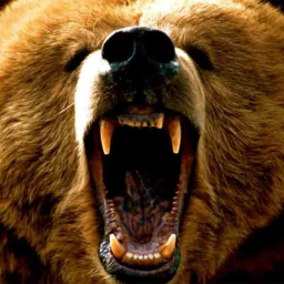 🐻𝐎𝐒𝐎𝐒 𝐌𝐈𝐍𝐆𝐎𝐒𝐎𝐒 Discord Server Logo