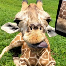 ZOO Discord Server Logo