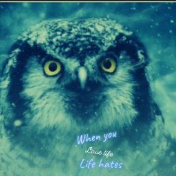 owl gang... Discord Server Logo