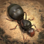 The Ants Official Discord Server Logo