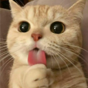 Cat Kingdom Discord Server Logo
