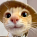 Cat Kingdom Discord Server Logo