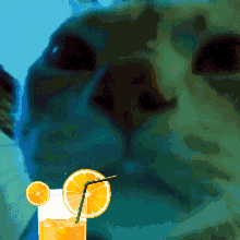 Orange Juice Bros Discord Server Logo