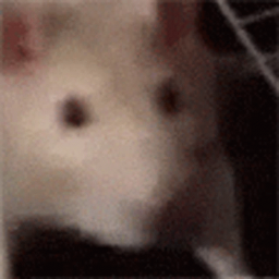 Pingus Play Room Discord Server Logo