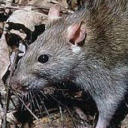 Rodents Discord Server Logo