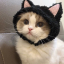 โหแ๐๏นcats๏ผ ๐ ๊๊ Discord Server Logo