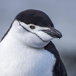 ❄ Penguins Discord Server Logo