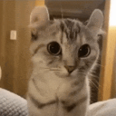 Cat Community Discord Server Logo