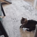 hard cat pics Discord Server Logo