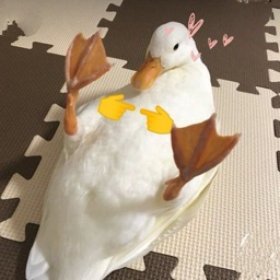 United States of Duck Discord Server Logo