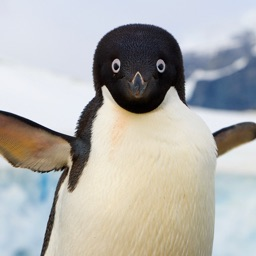 Penguin Village Discord Server Logo