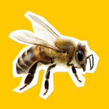 Honey-gain (not official server) Discord Server Logo