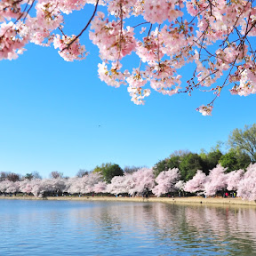 Cherry Blossom Discord Server Logo