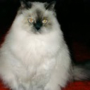 LargeCat Discord Server Logo